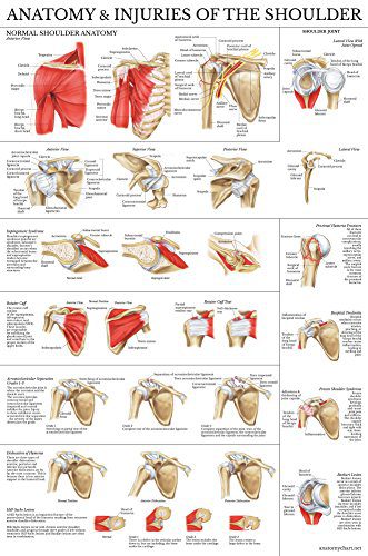 Palace Learning LAMINATED Anatomy and Injuries of the Shoulder Poster   Shoulder Joint Anatomical Chart