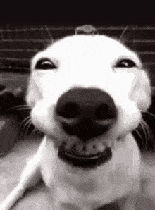 Funny Dog GIFs | Tenor
