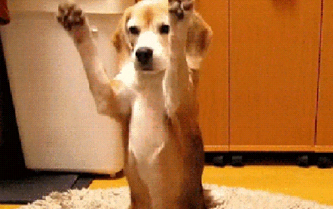 Stop Studying, You Deserve To Look At These Dog GIFs
