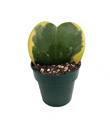 Amazing Creme & Green Sweetheart Waxplant   Hoya Kerri   Easy Succulent  Pot
