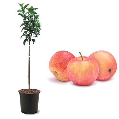 American Plant Exchange Fuji Apple Tree, Gallon Pot, ft Tall, Live Outdoor Fruiting Plant, Sweet & Tart Fruit