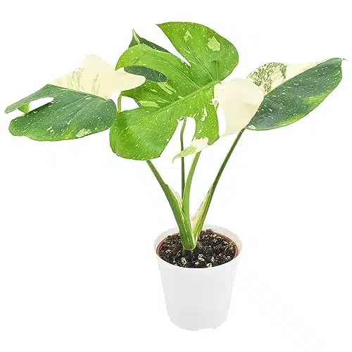 Arcadia Garden Products LVLive onstera Thai Constellation Rare Variegated Indoor Houseplant in White Plastic Pot, inch Cannot Ship to Hawaii