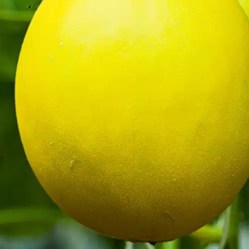 Canary Melon Garden Seeds   Yellow   Lb   Non GMO, Heirloom Vegetable Gardening Seed   Fruit