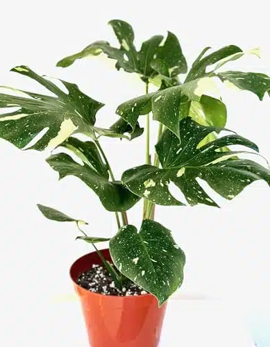 Monstera Deliciosa Pot, Rare Albo White Tiger Variegated Leaf Plant