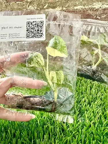 Monstera Thai Constellation Tissue Culture Starter Plant Rare Houseplant Indoor Plants Beginner Friendly for Gifting