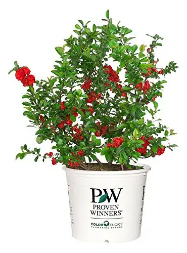 Proven Winners   Chaenomeles Double Take Scarlet (Quince) Shrub, scarlet thornless, #  Size Container