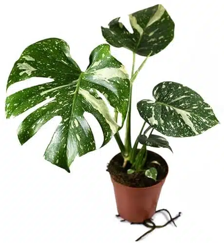 Thai Constellation Monstera   Live Plant in a Inch Nursery Pot   Monstera deliciosa 'Thai Constellation'   Extremely Rare Indoor Houseplant