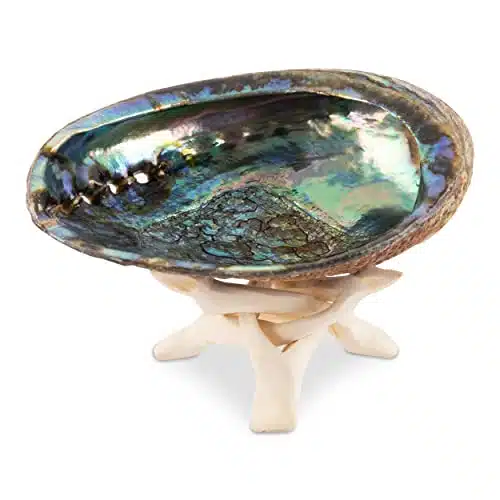 Wish Well Natural Abalone Shell Inch Large with Wooden Stand   Incense Holder and Sage Smudge Bowl for Cleansing, Smudging, and Meditation   Palo Santo Holder & Beautiful Home Decor